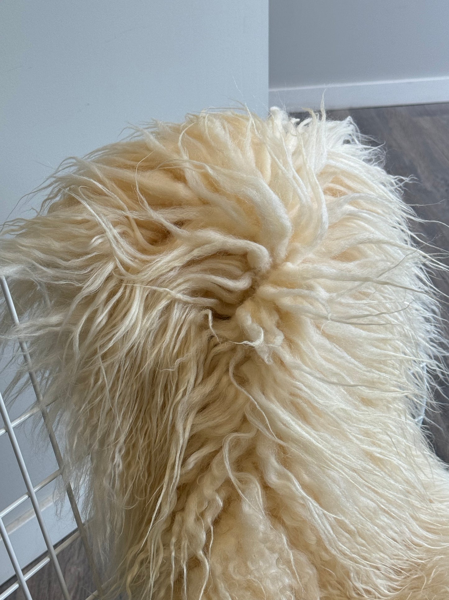 White Icelandic Curly Sheepskin