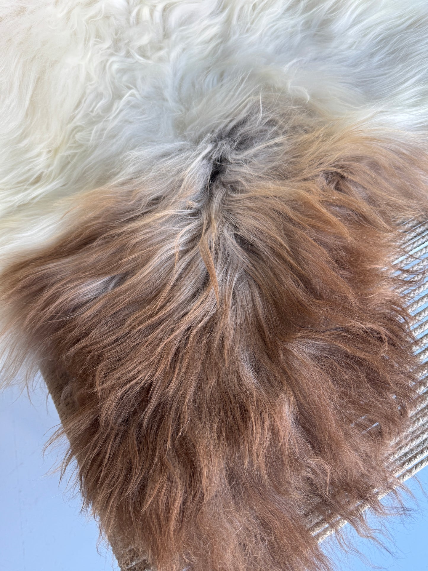 ONE OF A KIND Large White Long wool Icelandic Sheepskin with Light Brown Spot