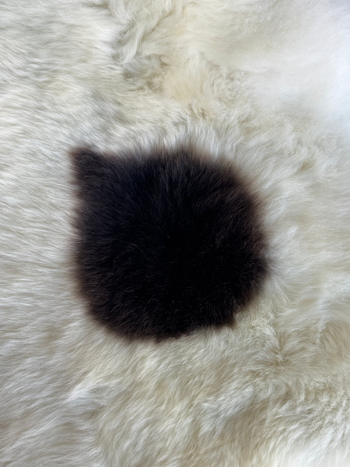 ONE OF A KIND Welsh Single "Drop" Spot Sheepskin