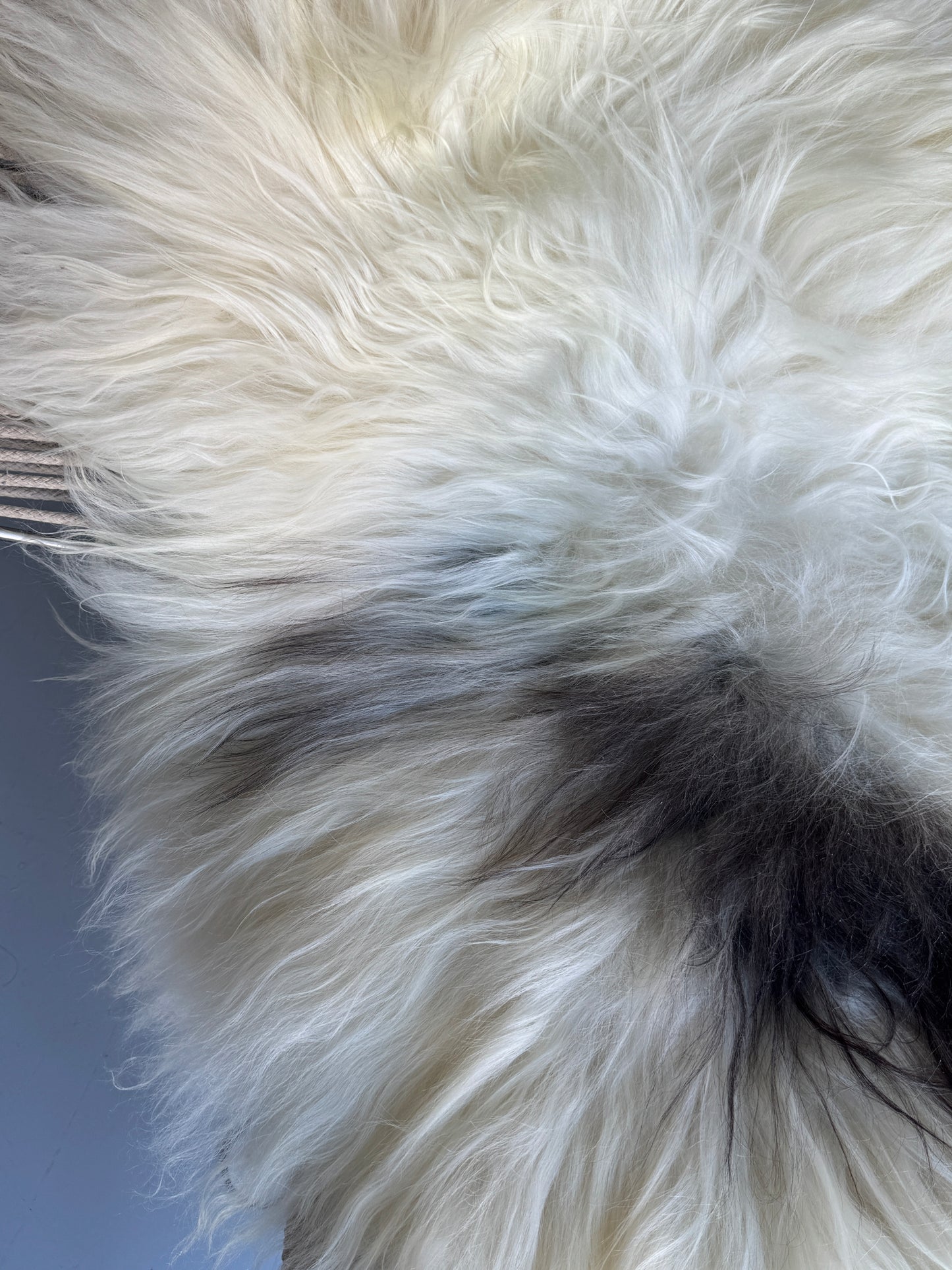 ONE OF A KIND Large White Long wool Icelandic Sheepskin with Light Grey Spot