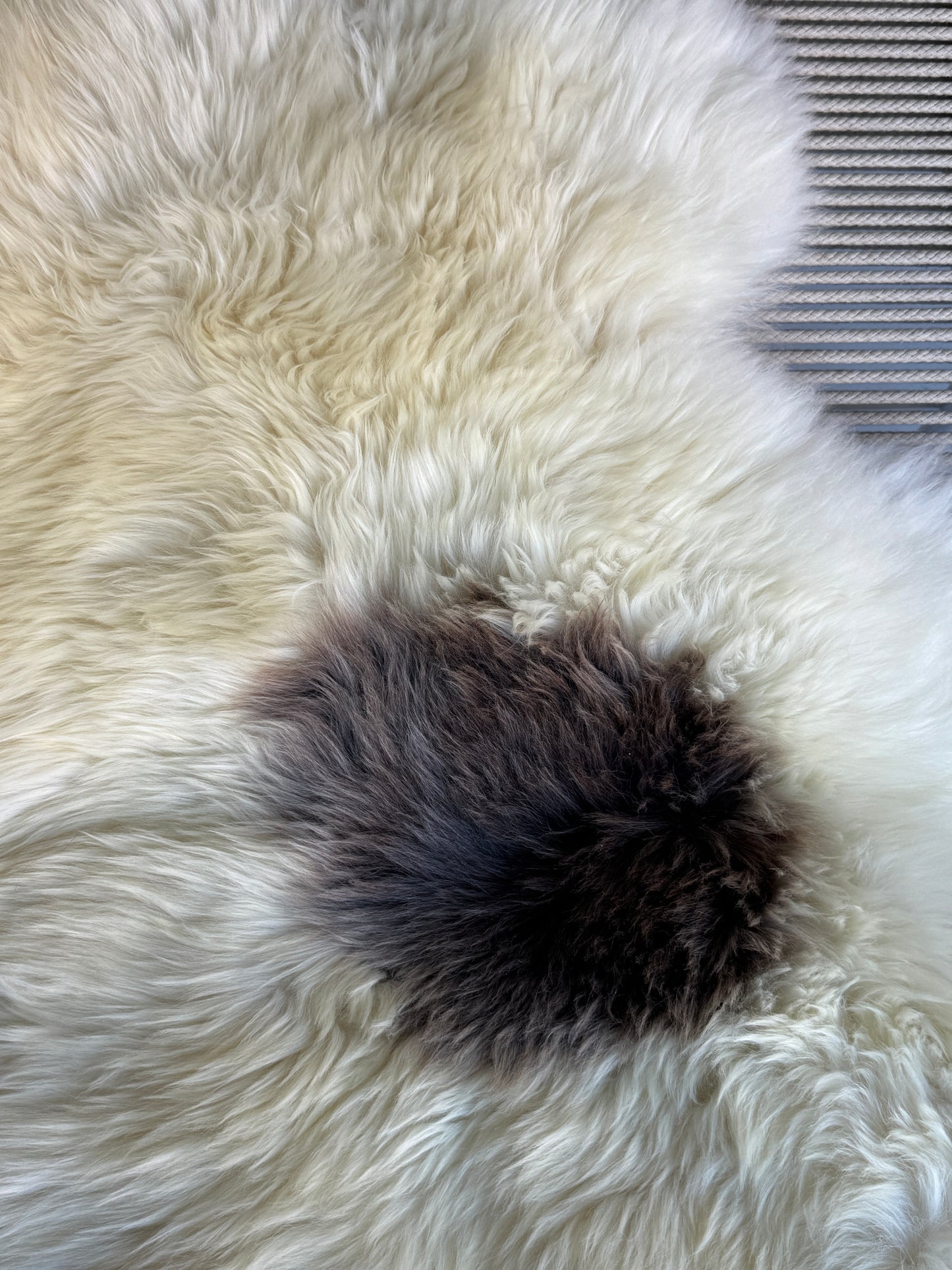 ONE OF A KIND Welsh Cream with single Grey Spot Sheepskin