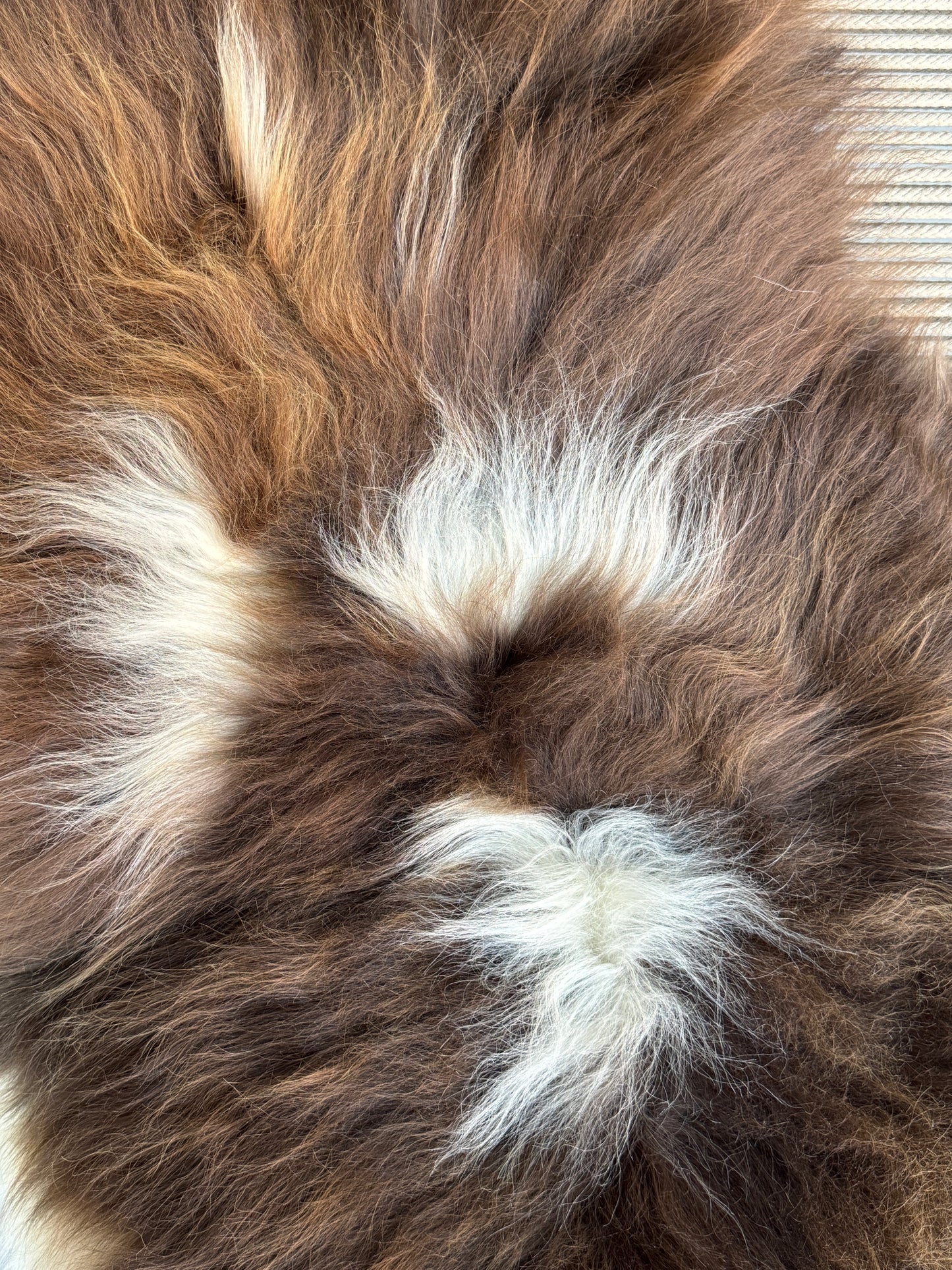 ONE OF A KIND Medium Brown with White Spots Icelandic Sheepskin