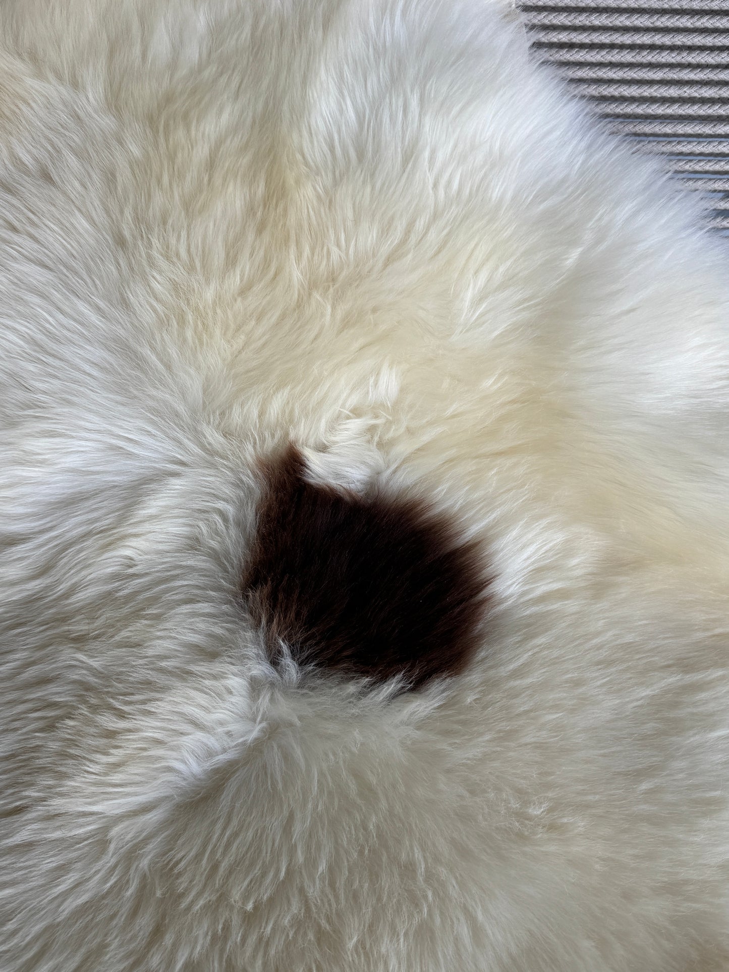 ONE OF A KIND Welsh Single Brown Spot Sheepskin