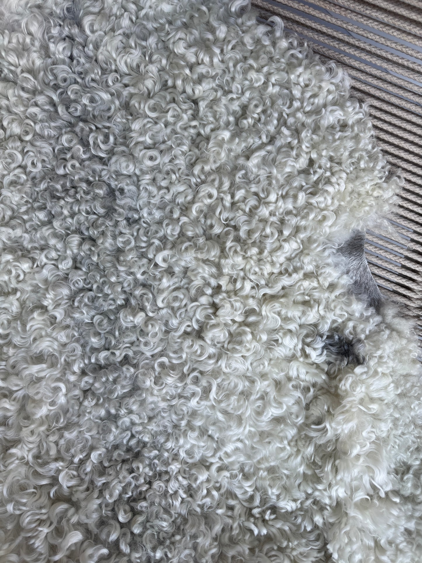 ONE OF A KIND White Medium Wool Gotland Sheepskin with baby grey