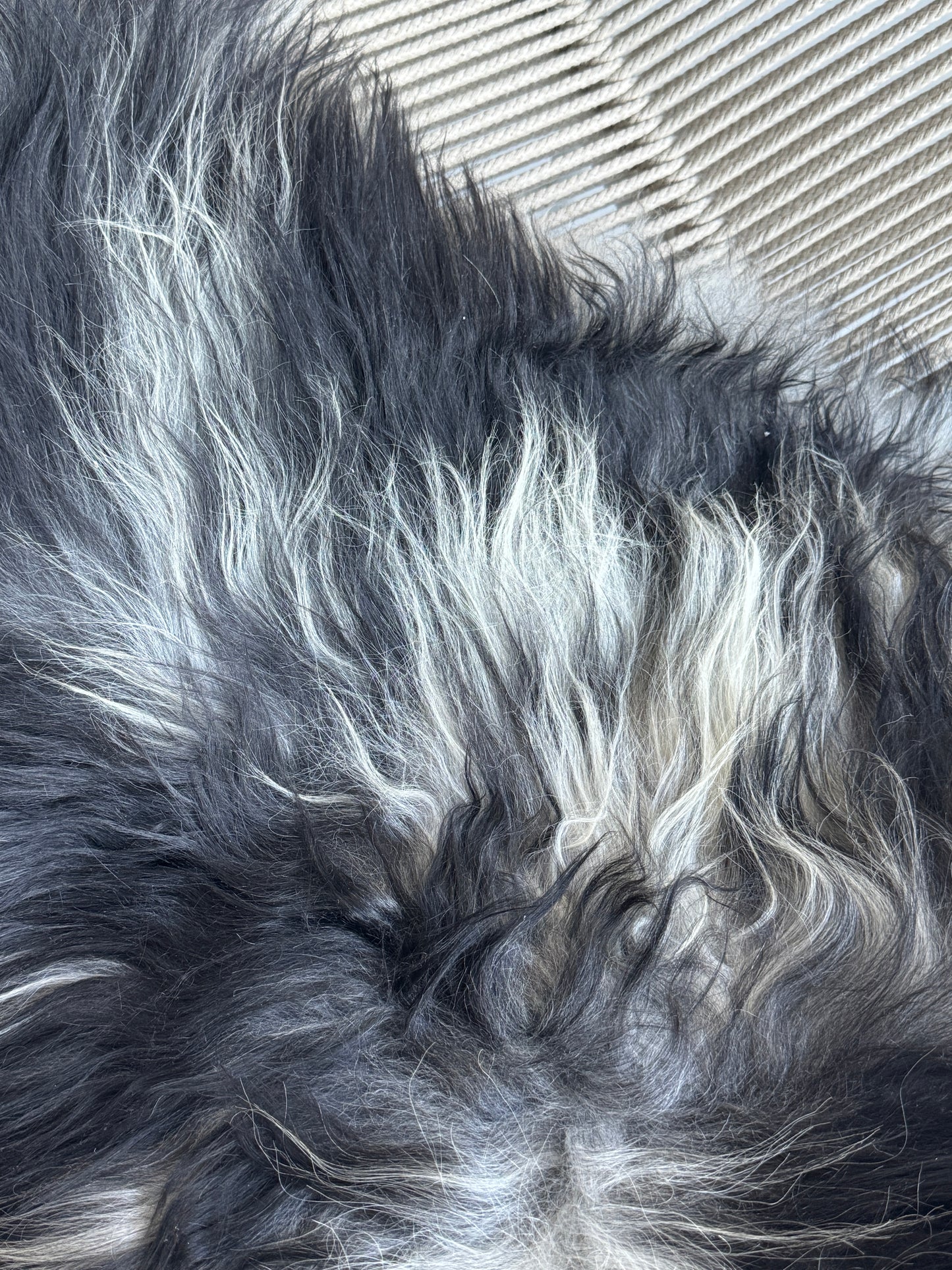 ONE OF A KIND Black/White Icelandic Sheepskin