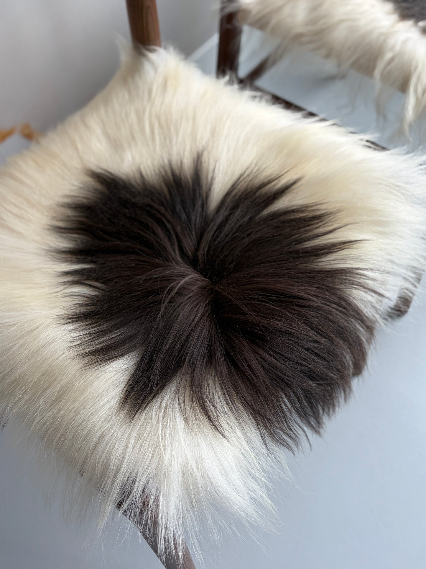 ONE OF A KIND Matching Pair of Black Spotted Icelandic Sheepskin chair pads