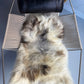 ONE OF A KIND Light Natural Grey Icelandic Sheepskin