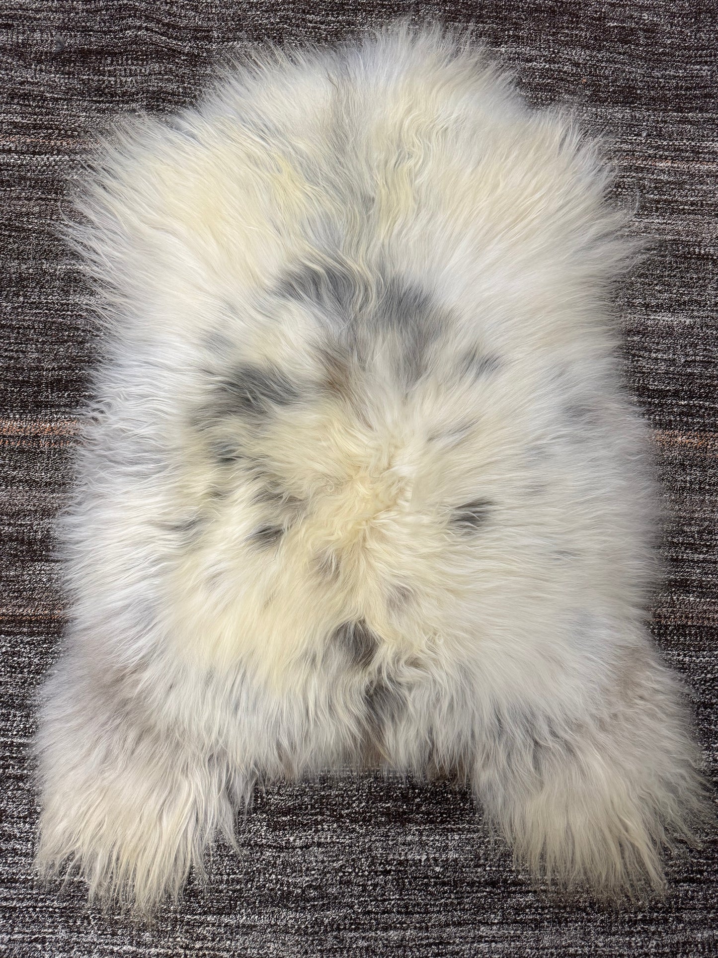 ONE OF A KIND Long Wool Icelandic Sheepskin in Light Natural Grey, Spotted