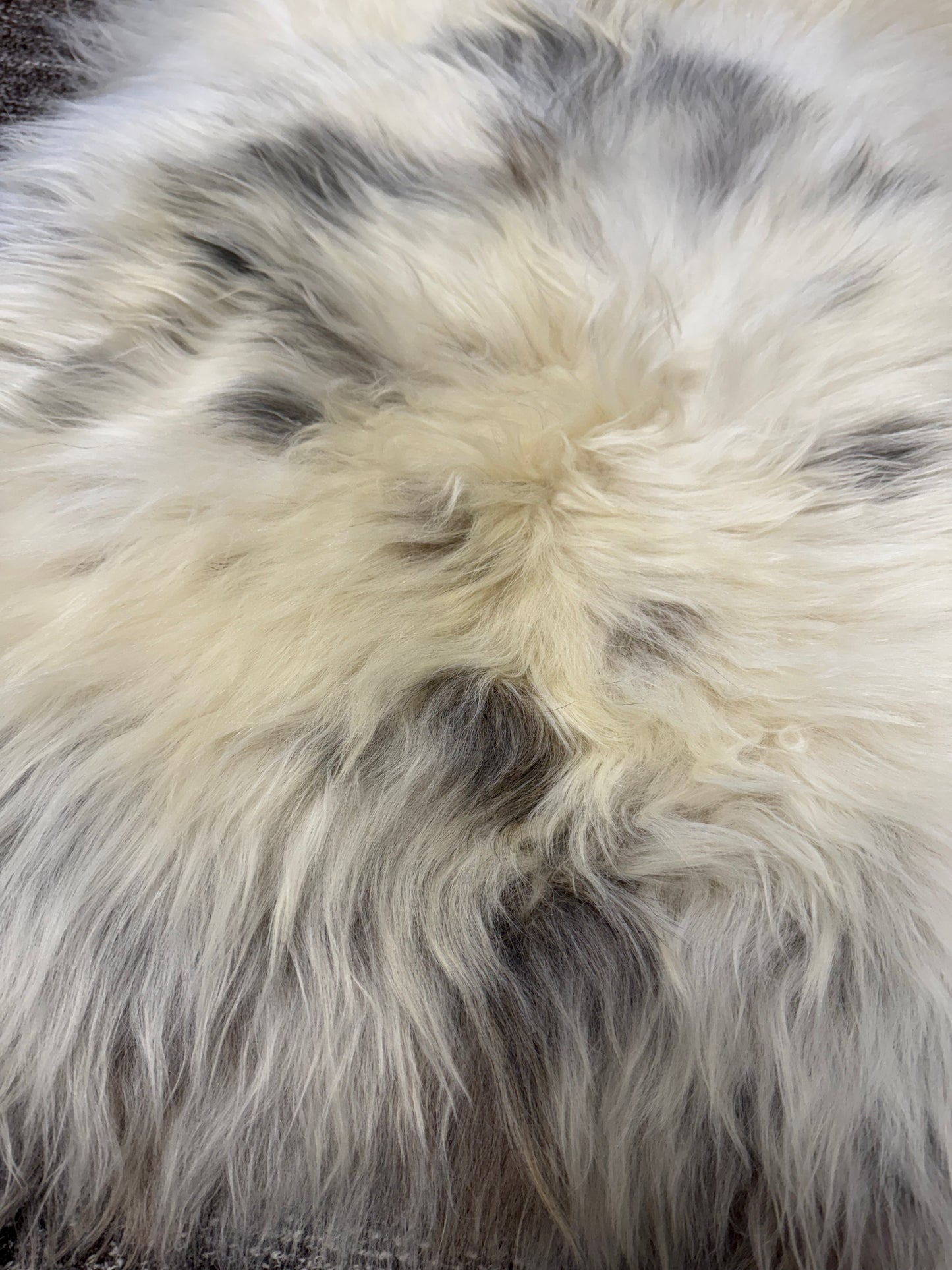 ONE OF A KIND Long Wool Icelandic Sheepskin in Light Natural Grey, Spotted