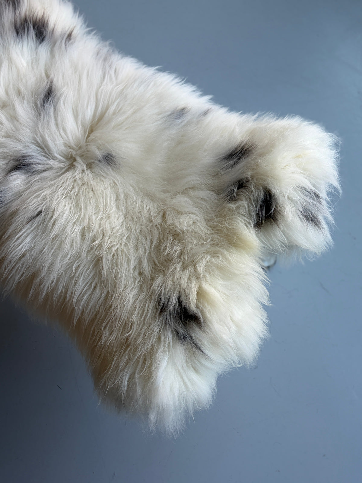 Unique White/Black Speckled Welsh Sheepskin
