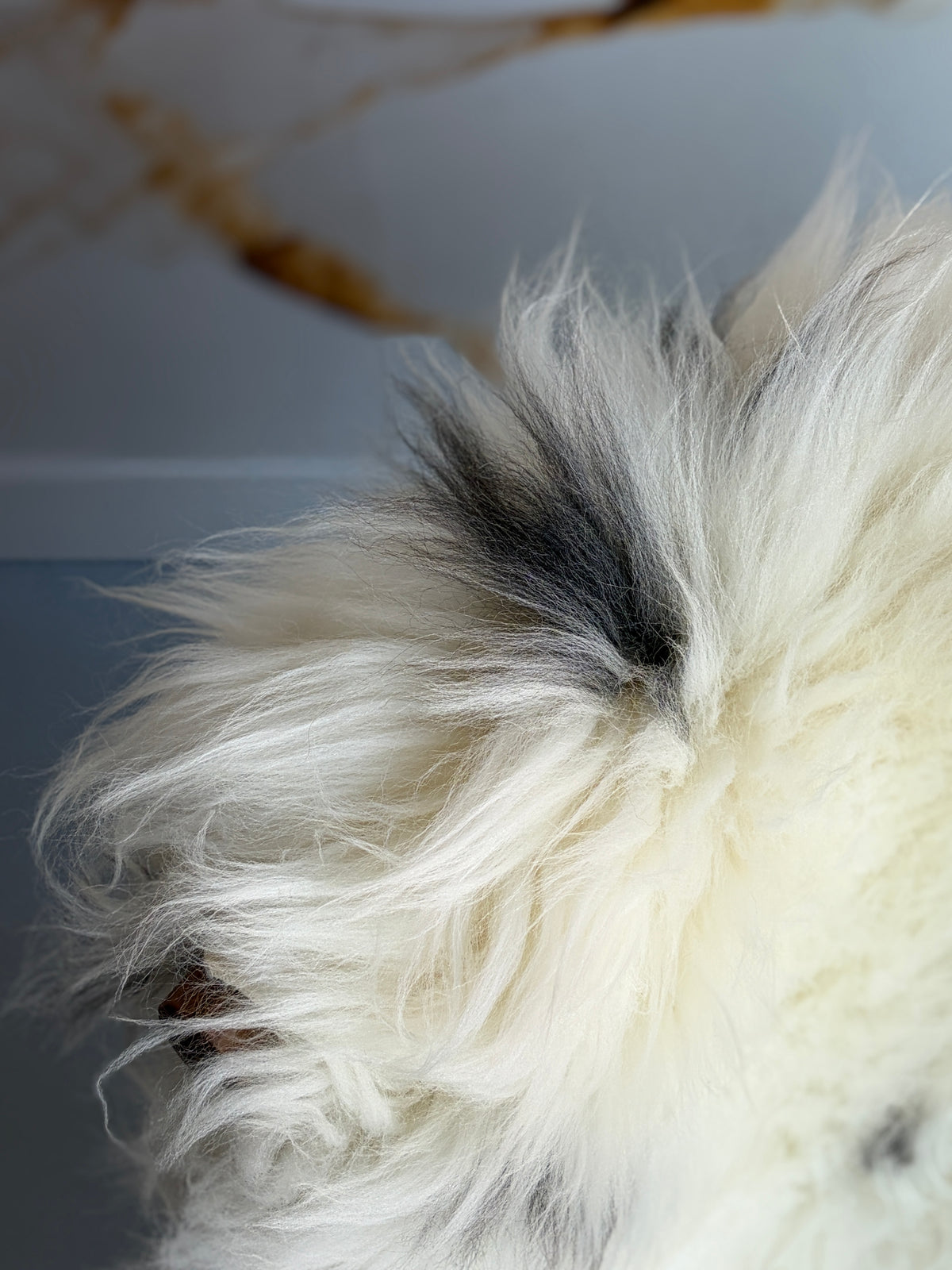 Unique White/Black Speckled Welsh Sheepskin