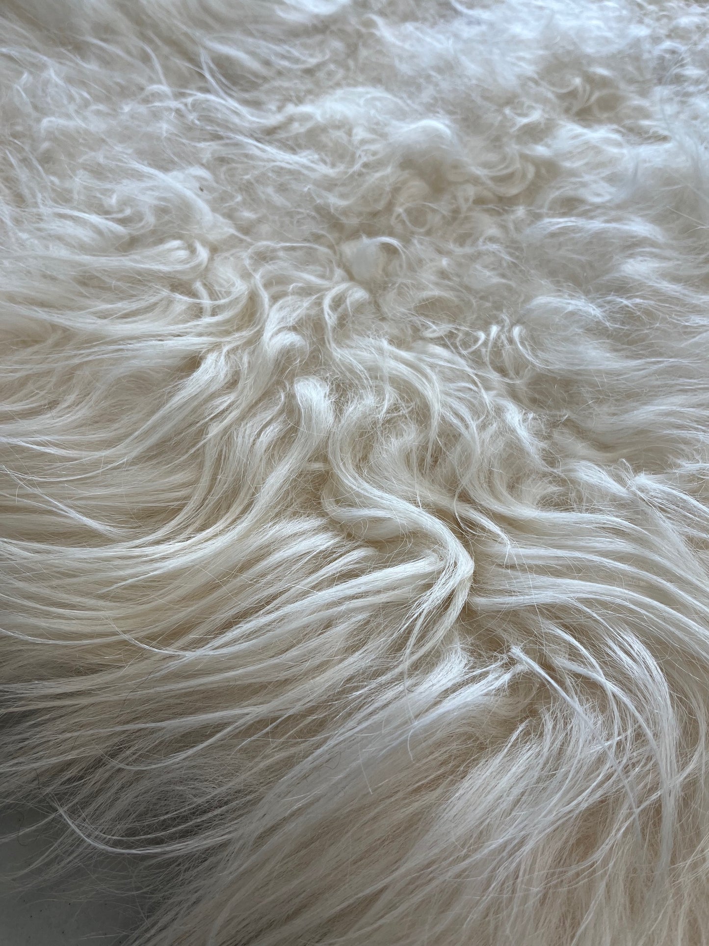 ONE OF THE KIND Icelandic White Sheepskin - Black Sheep (White Light)