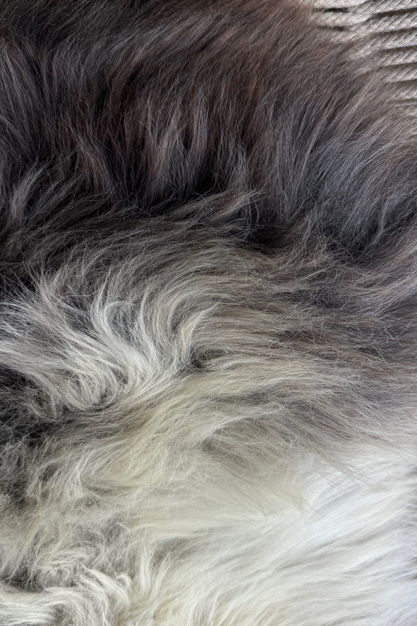 ONE OF A KIND Welsh Dark Edges Sheepskin