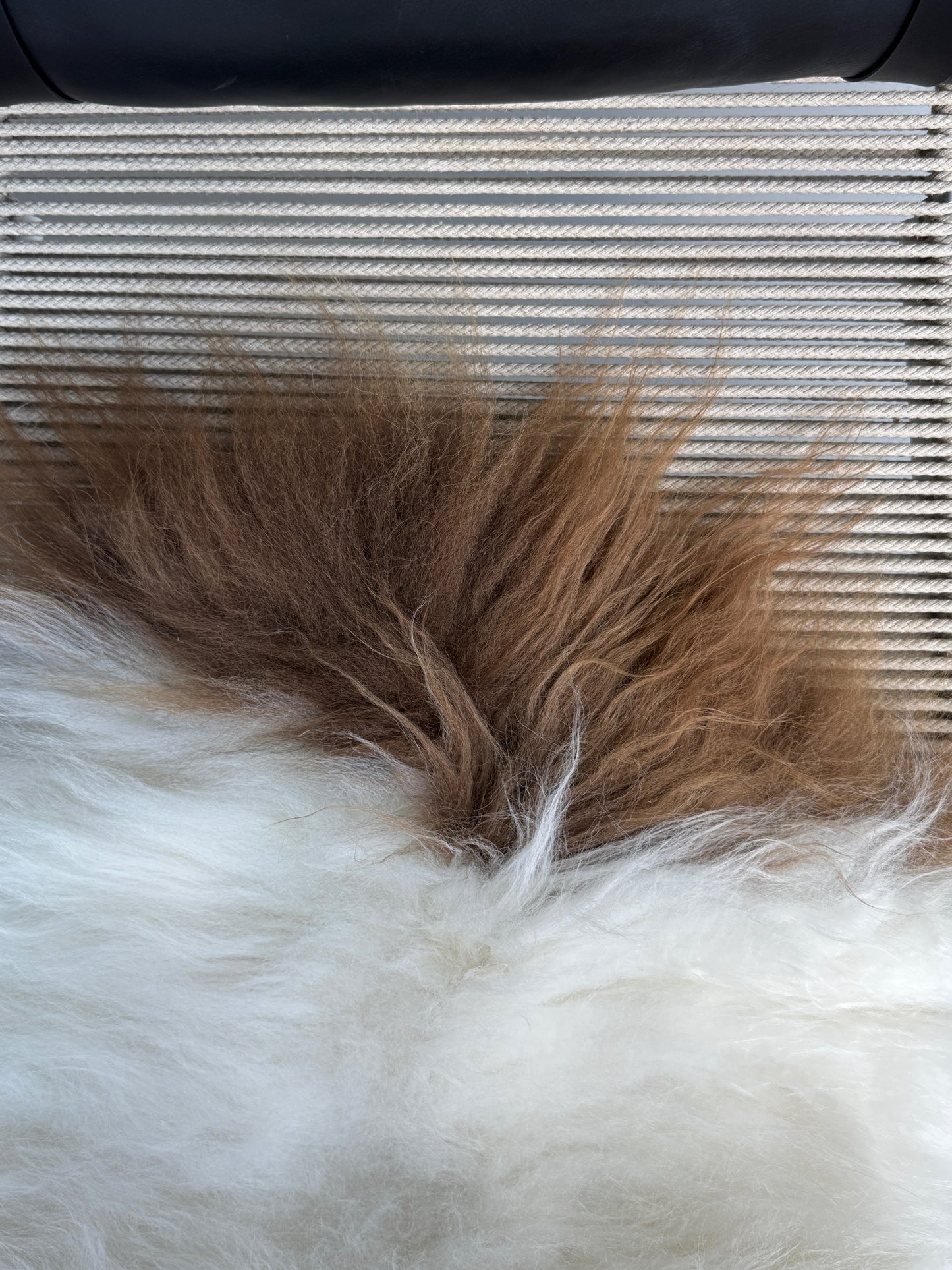 ONE OF A KIND White with Brown top Icelandic Sheepskin