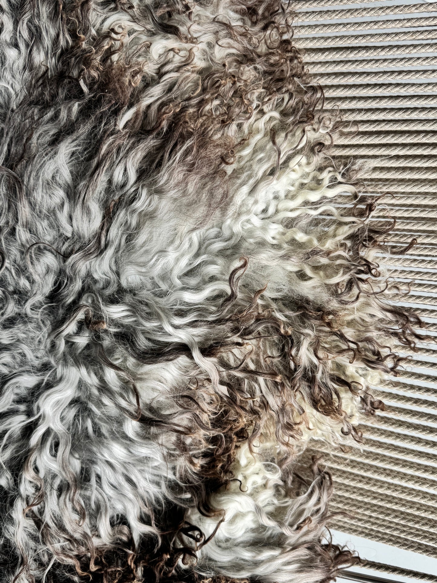 ONE OF A KIND Gotland Long Wool Grey with Brown curls Sheepskin