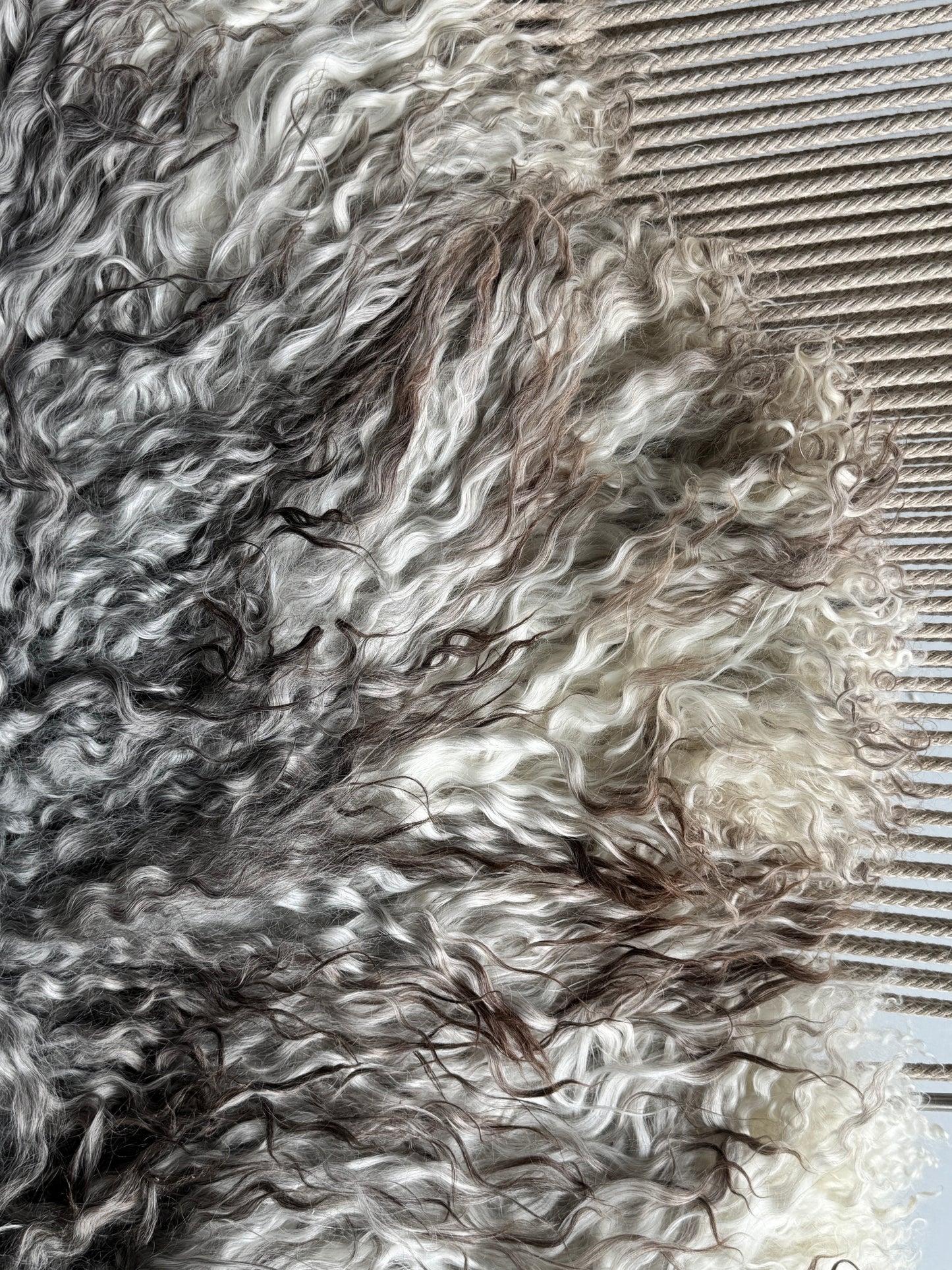 ONE OF A KIND Gotland Long Wool Grey with Brown curls Sheepskin