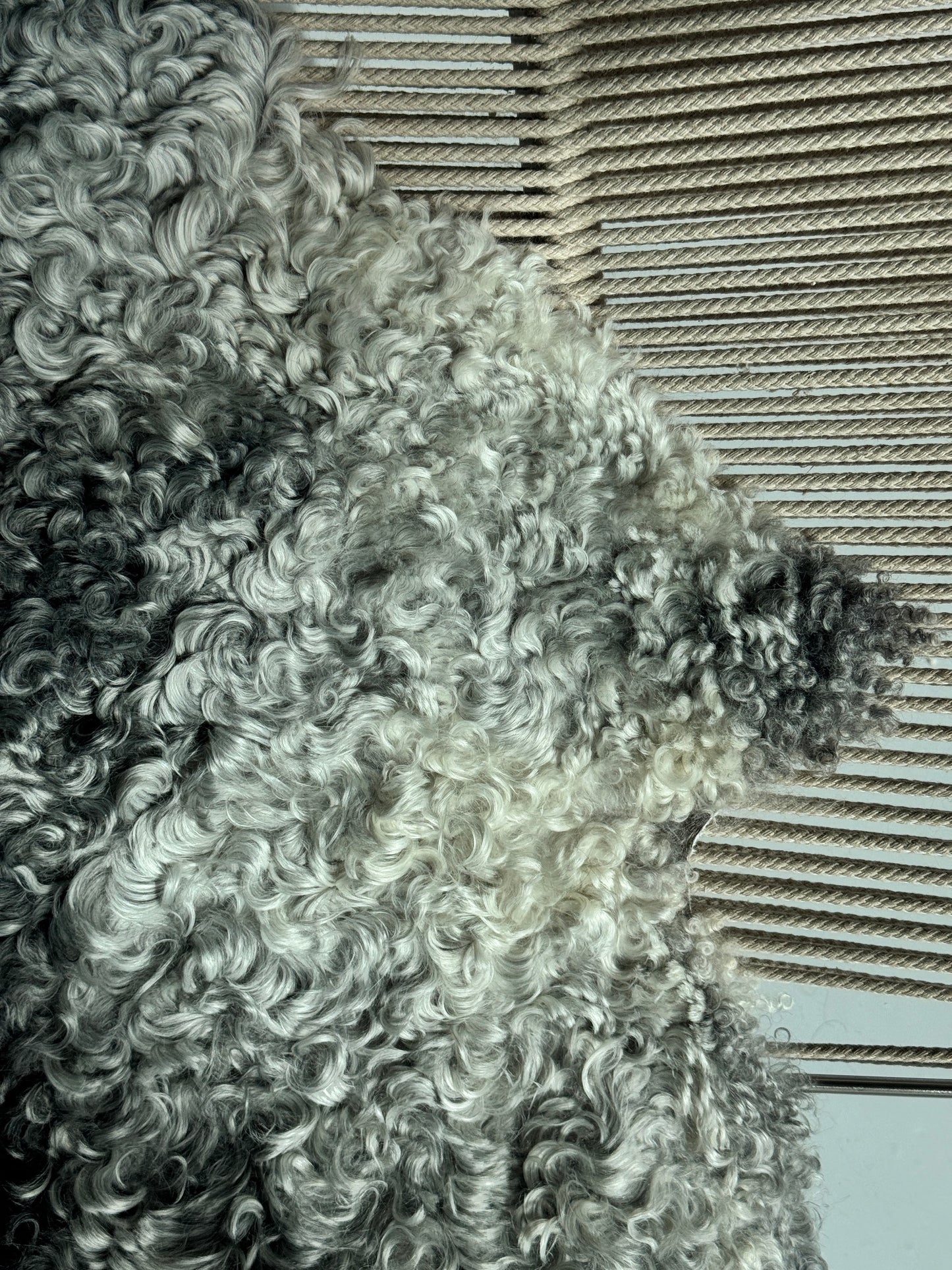 ONE OF A KIND Silver with Black Stripe Medium Wool Gotland Sheepskin