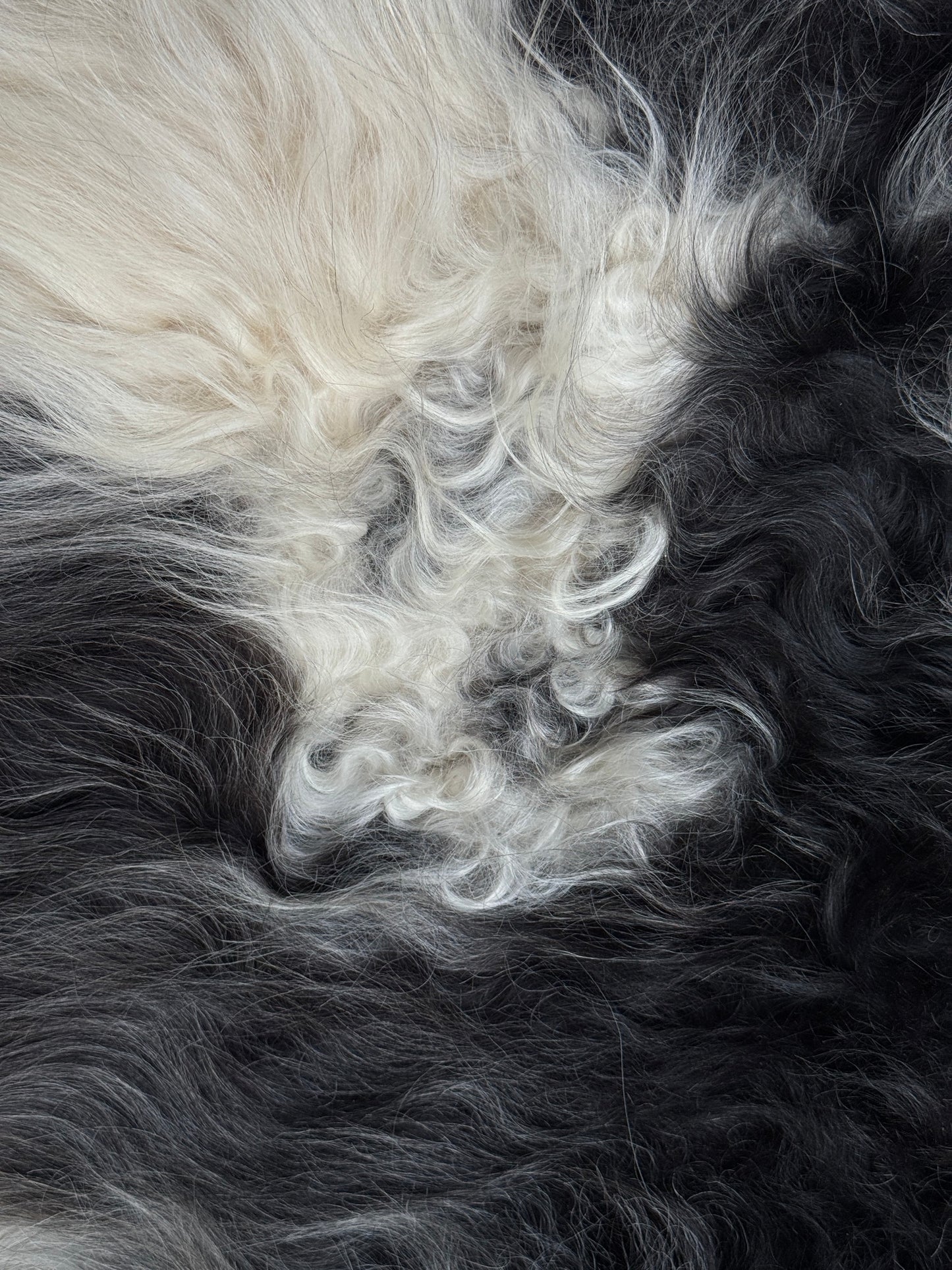 ONE OF A KIND XL Spotted Icelandic Sheepskin