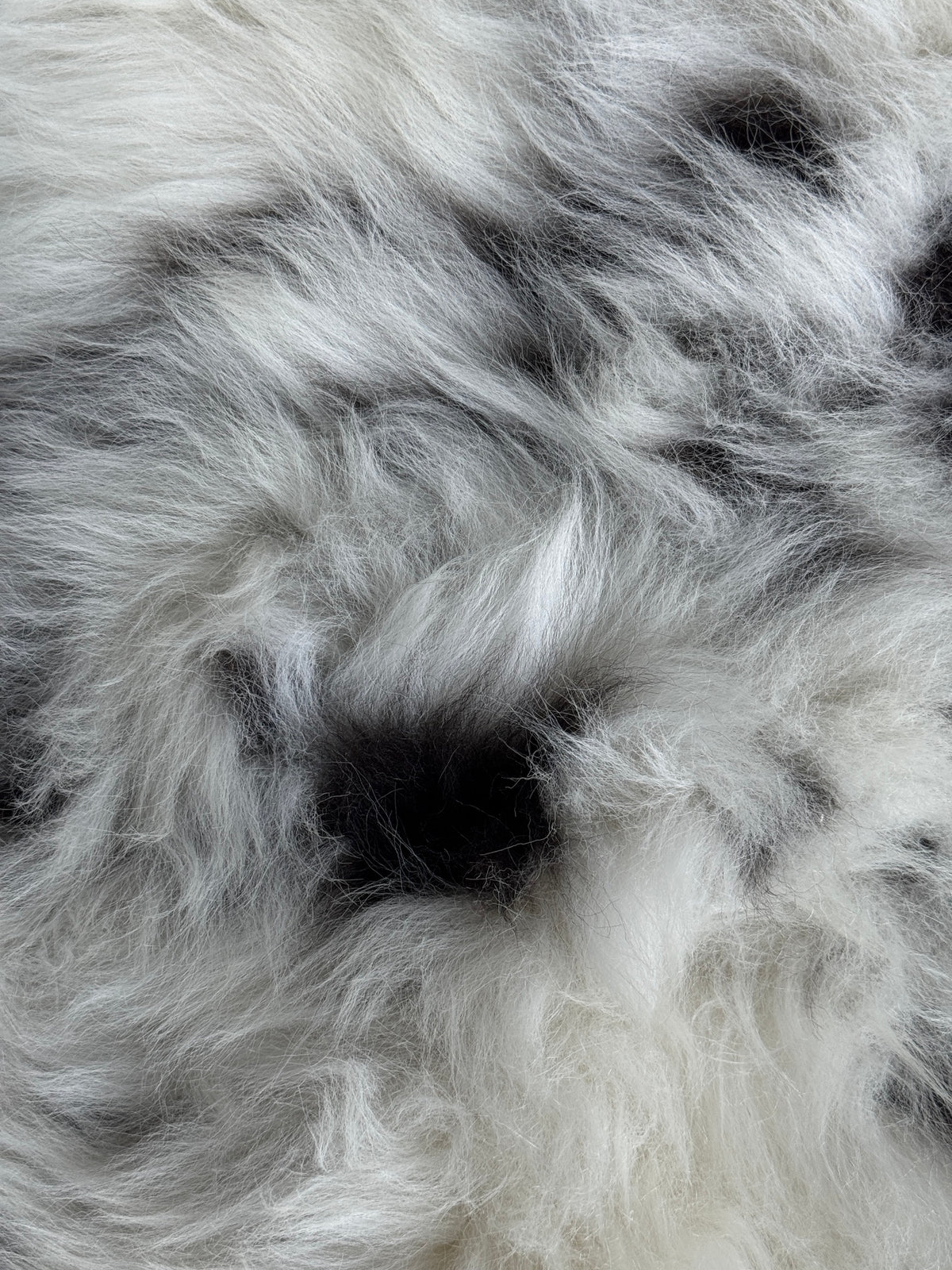 ONE OF A KIND Small Speckled Welsh Sheepskin
