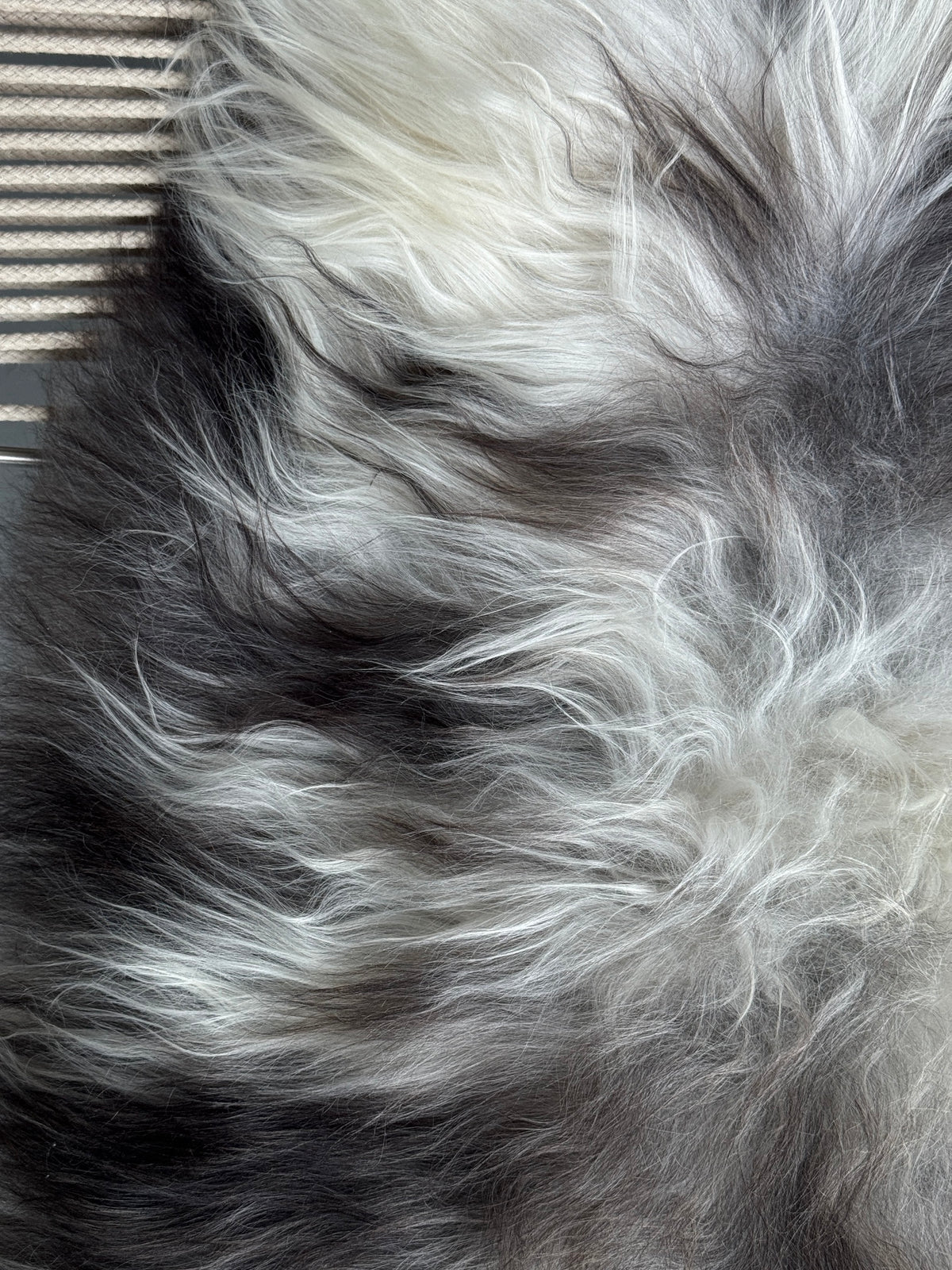 ONE OF A KIND Natural Grey Motley Icelandic Sheepskin
