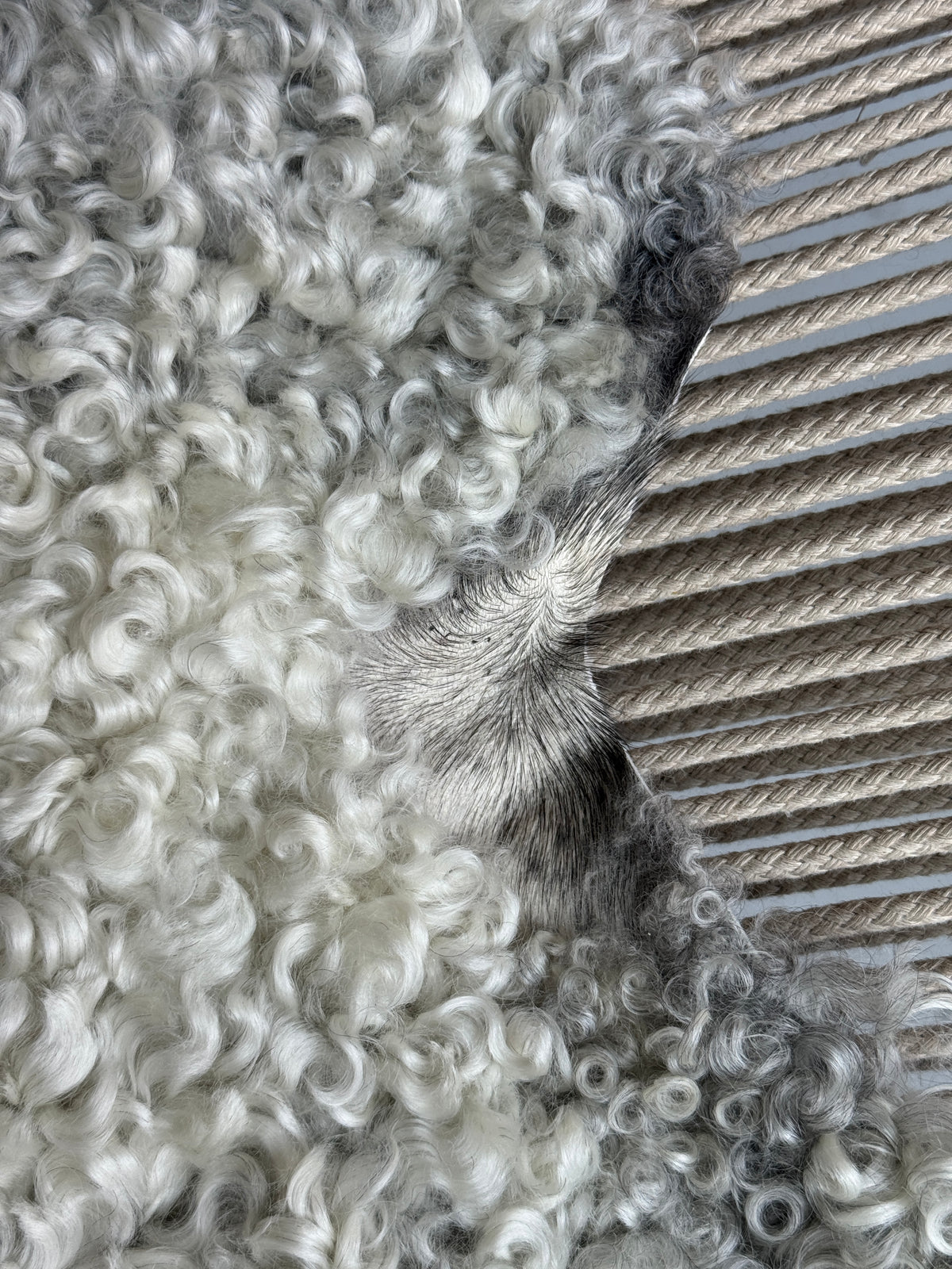 ONE OF A KIND Medium White Wool with Grey Gotland Sheepskin