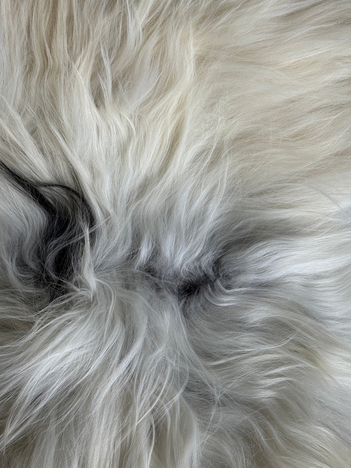 ONE OF A KIND White/Yellow Icelandic Sheepskin