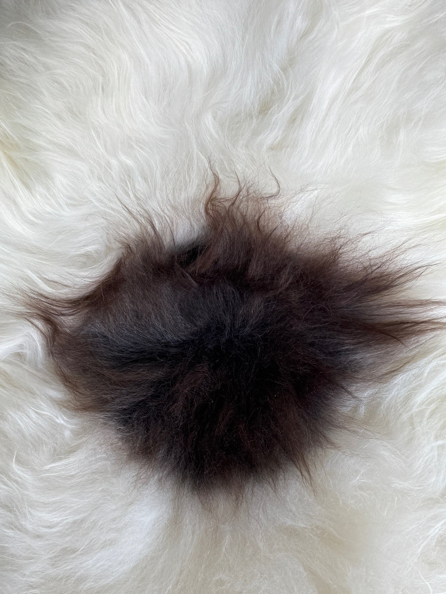 ONE OF A KIND White with single Brown/Grey spot Icelandic Sheepskin