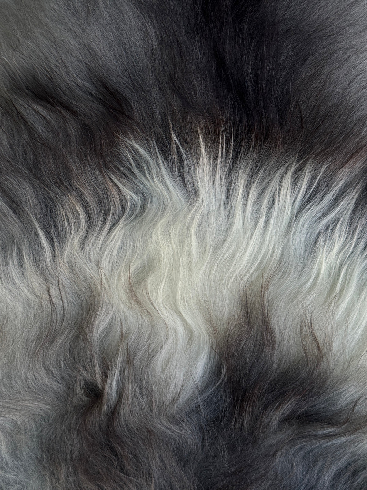 ONE OF A KIND Icelandic Sheepskin with Light Grey Spot