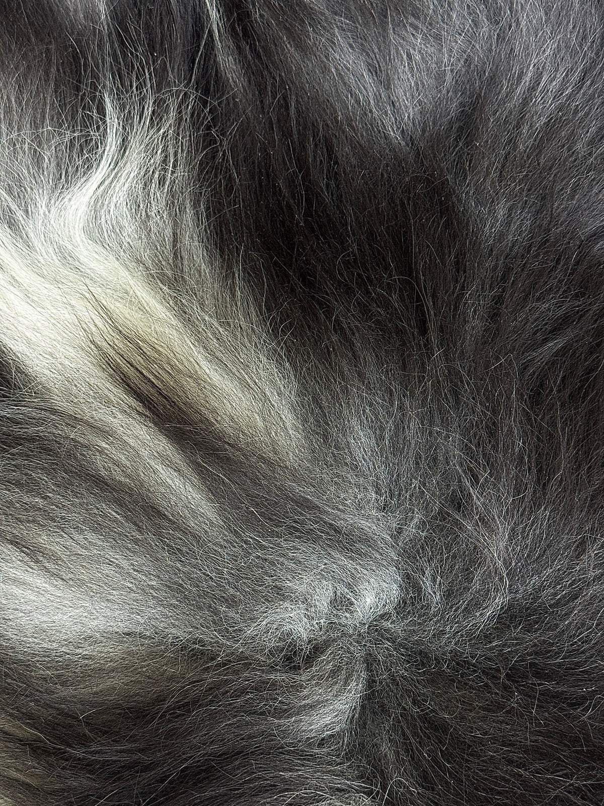 ONE OF A KIND Black Icelandic Sheepskin with white locks