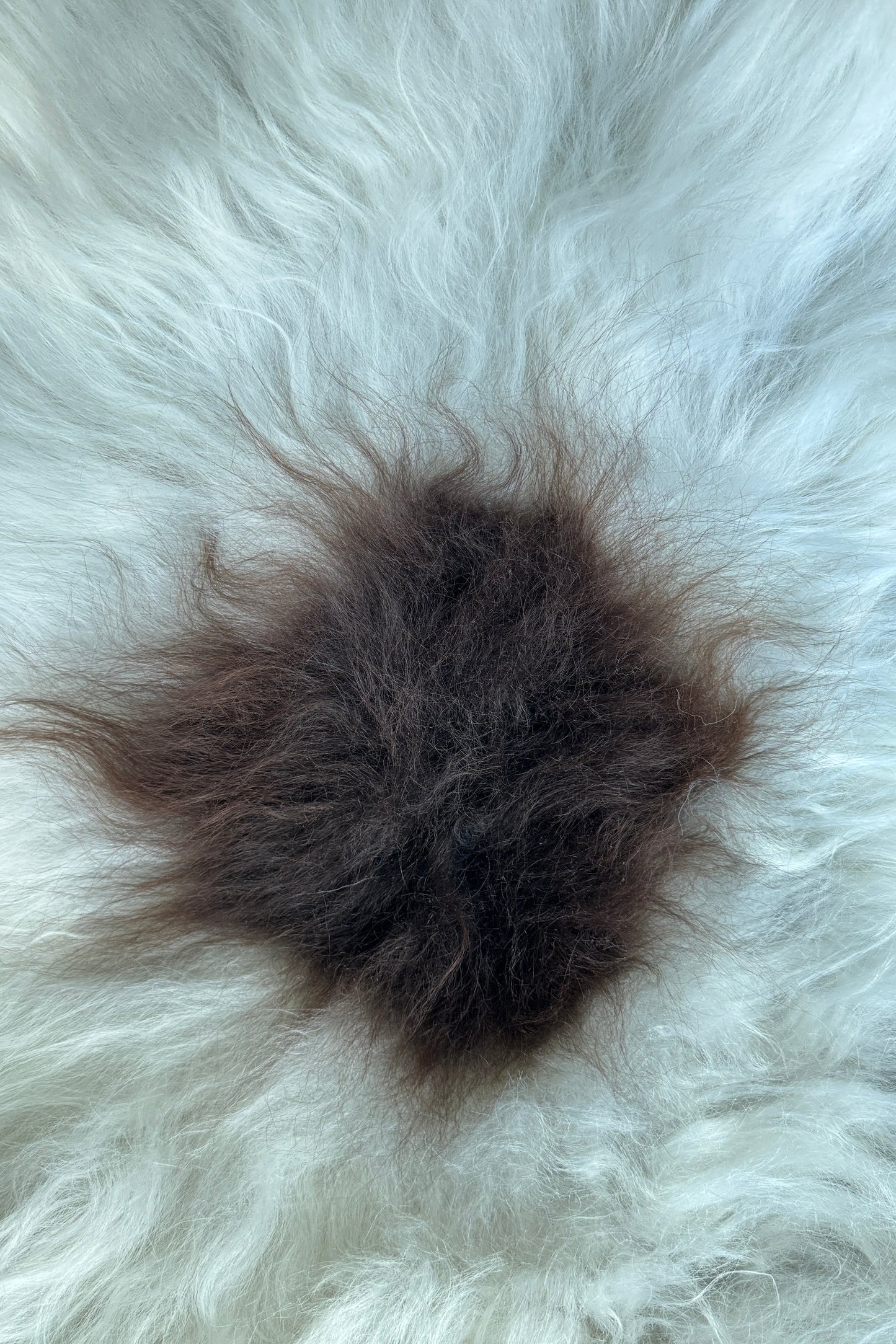 ONE OF A KIND White with single Brown spot Icelandic Sheepskin