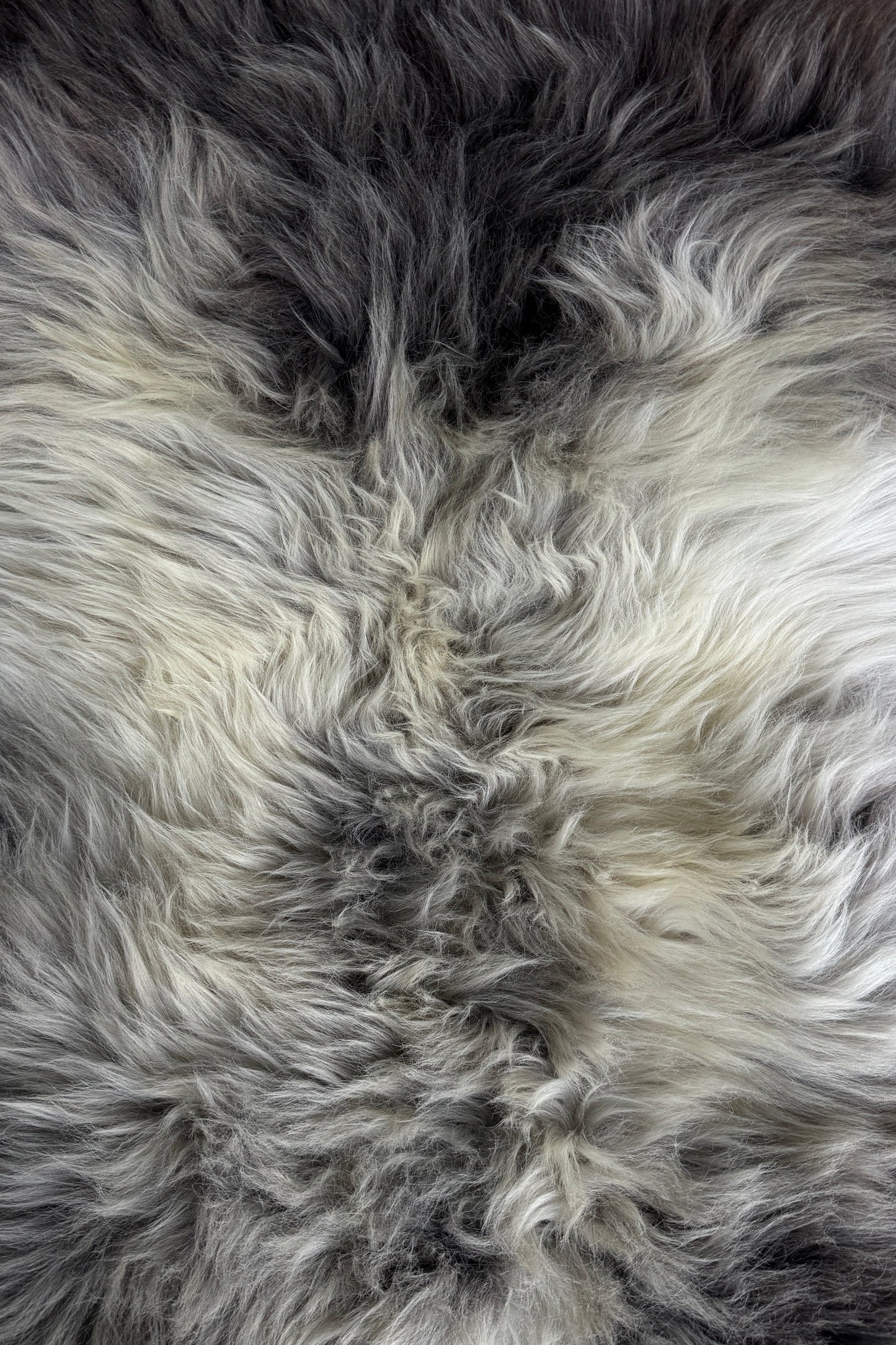 ONE OF A KIND Welsh Dark Edges Sheepskin
