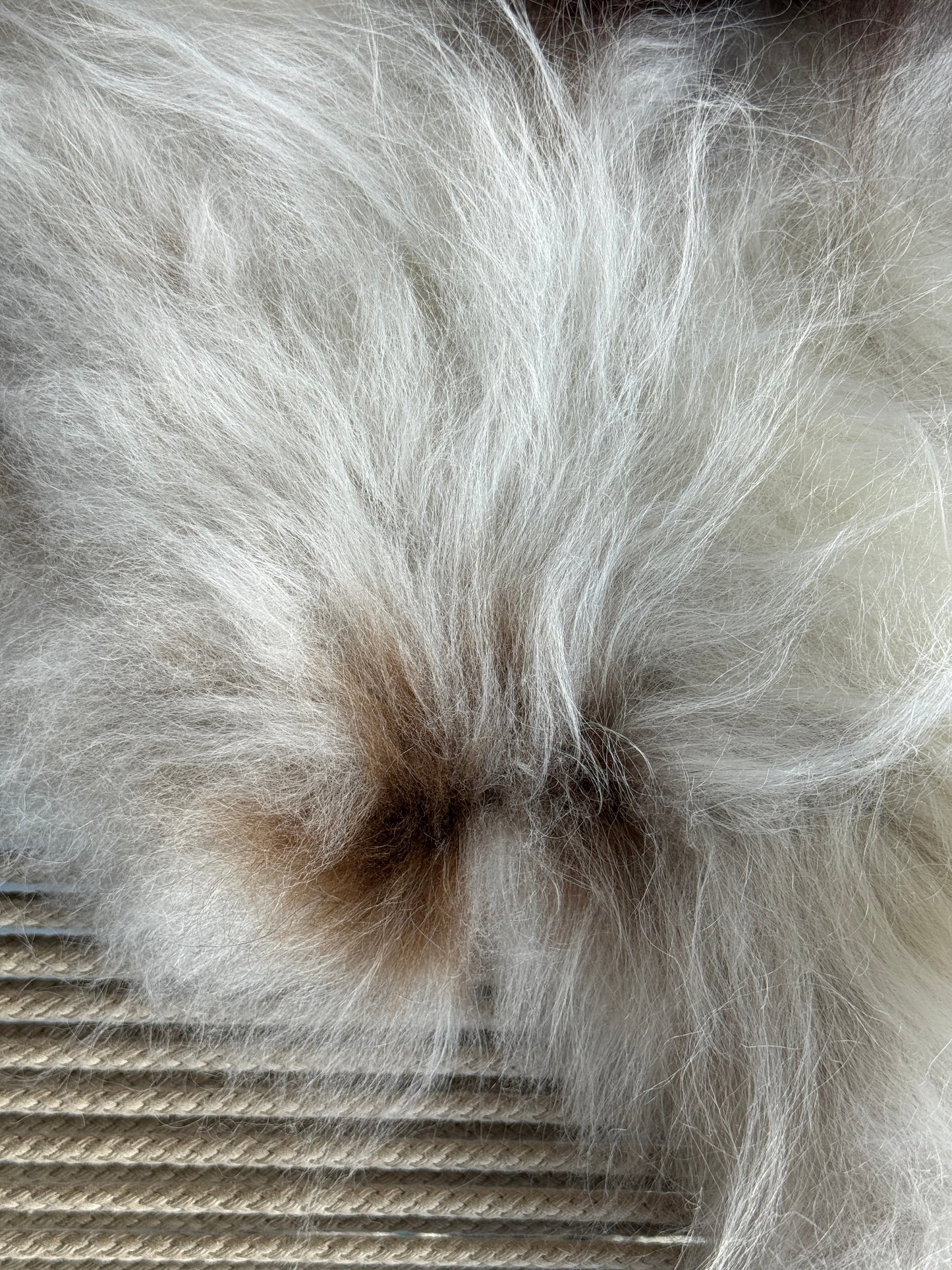 ONE OF A KIND White with single Brown spot Icelandic Sheepskin