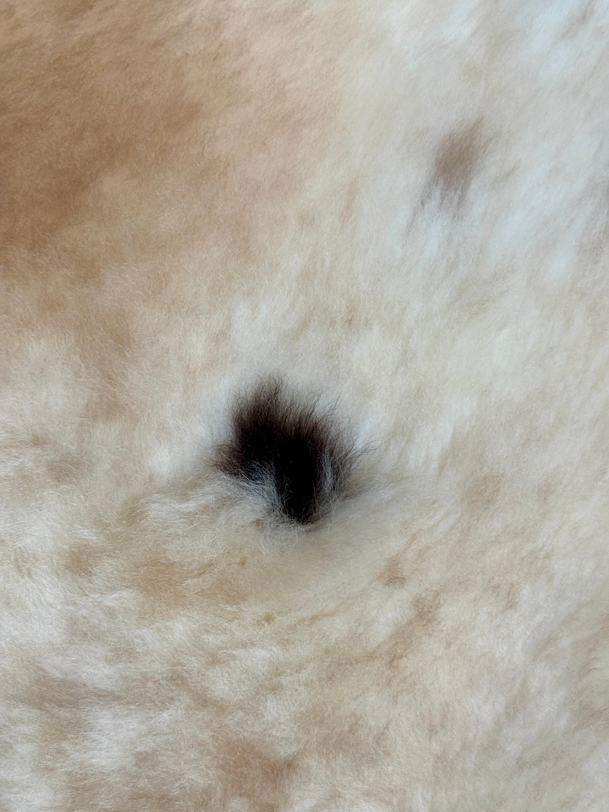 ONE OF A KIND Portland Sheepskin