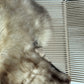ONE OF A KIND Smoky Welsh Sheepskin