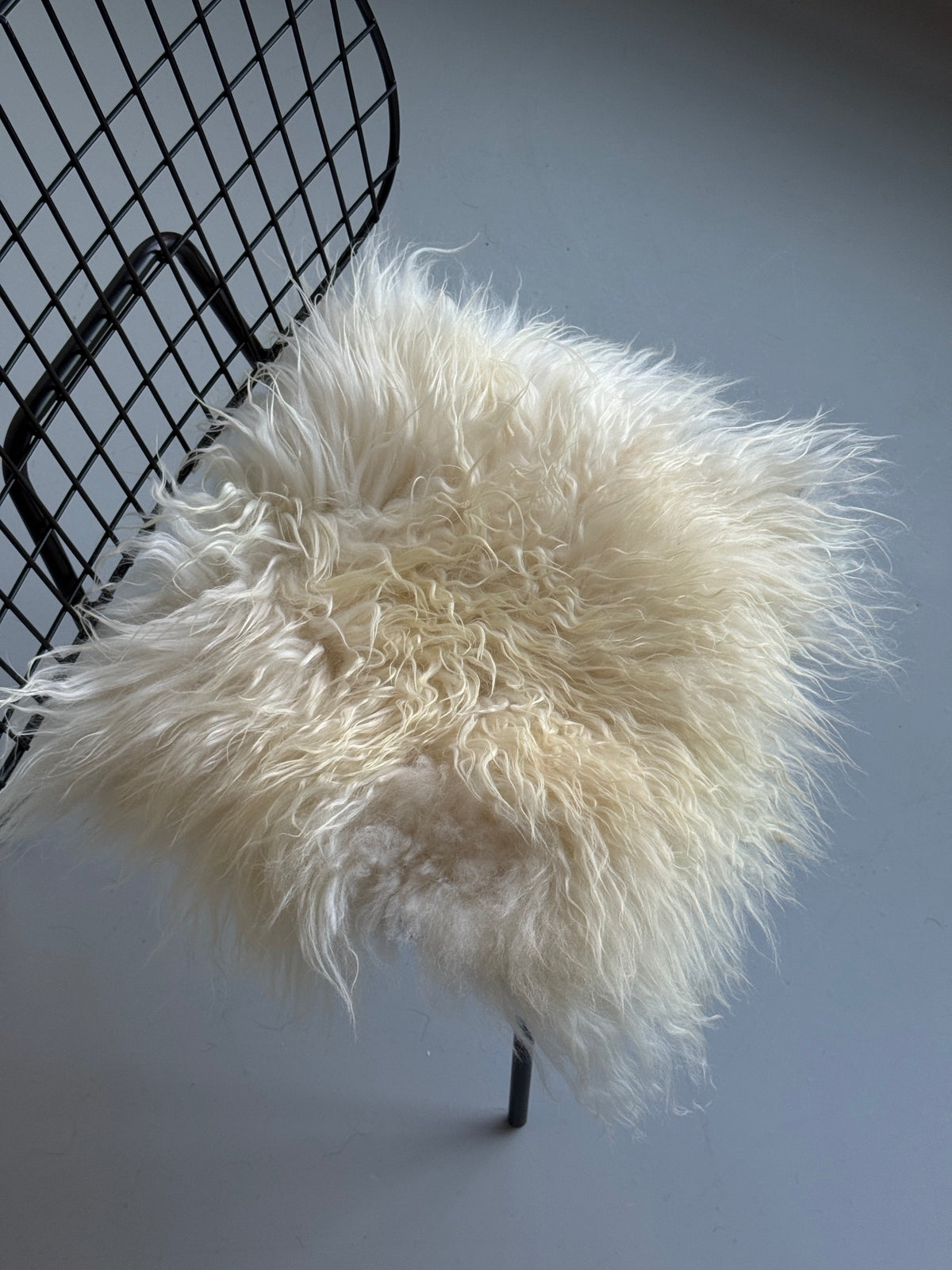 B Grade Curly White Icelandic Sheepskin Chair Pad