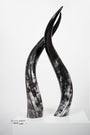 Ankole Dark Decorative Horn Set - Black Sheep (White Light)