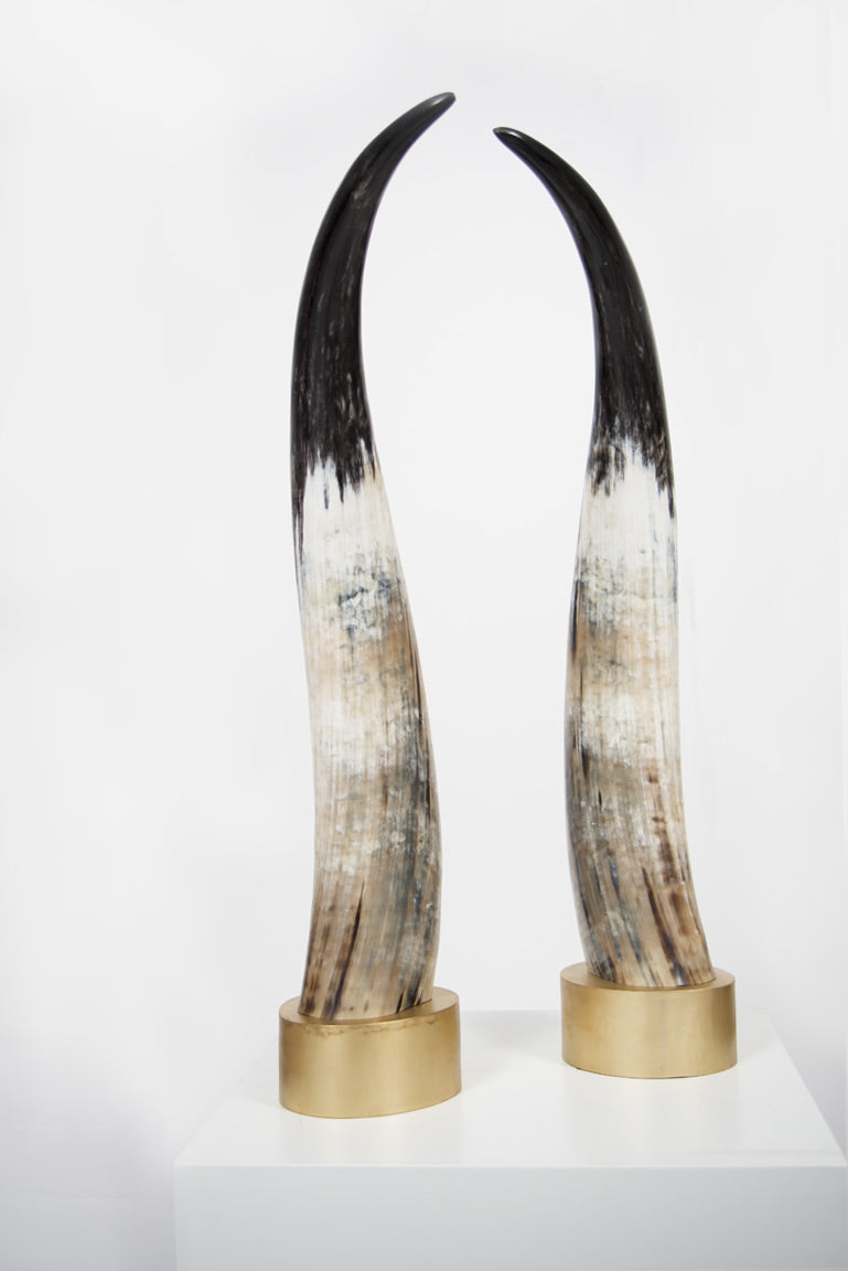 Decorative Cow Horns: An Elegant Touch for Your Home