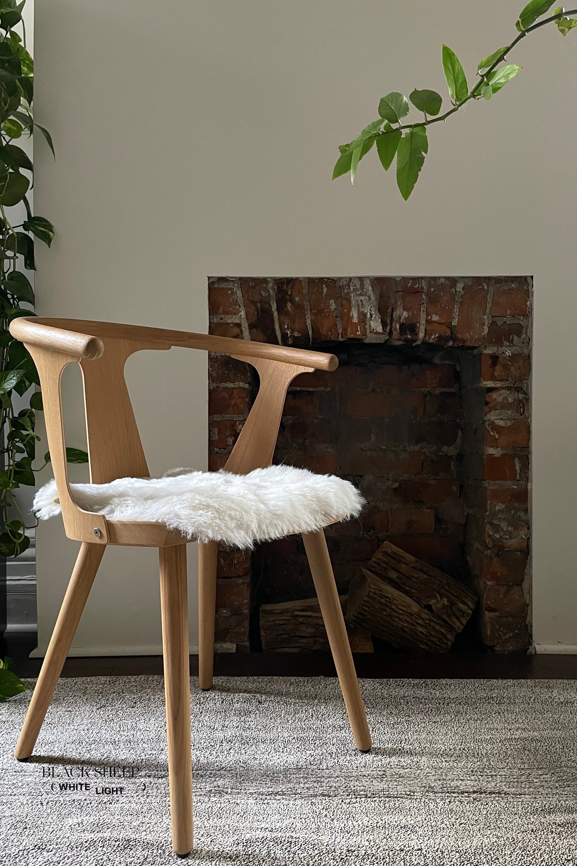Shorn White Icelandic Sheepskin Chair Pad - Black Sheep (White Light)