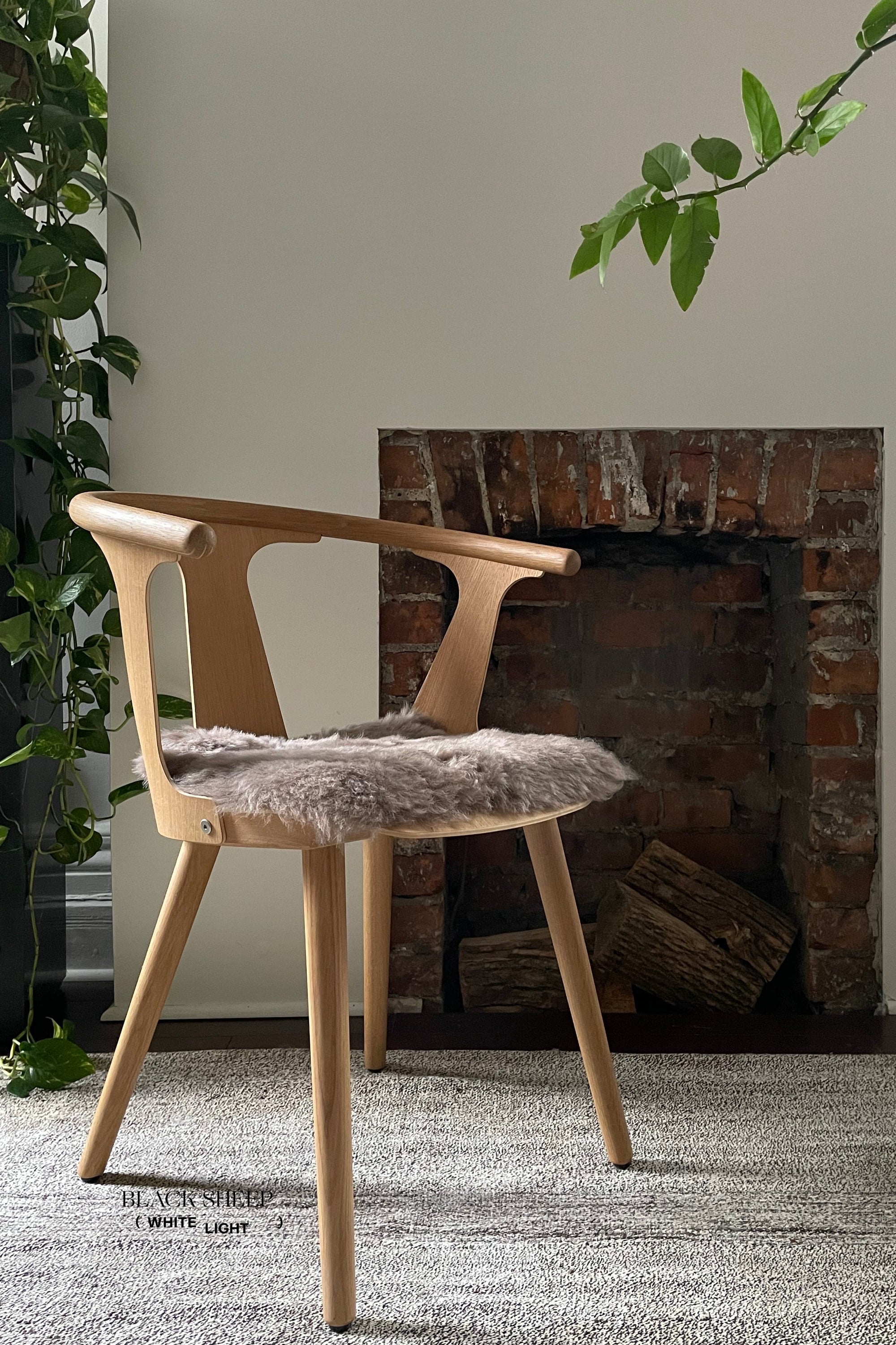 Shorn Taupe Icelandic Sheepskin Chair Pad - Black Sheep (White Light)