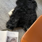 Spotted Icelandic Sheepskin | Maximal - Black Sheep (White Light)