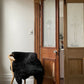 Shorn Black Icelandic Sheepskin - Black Sheep (White Light)