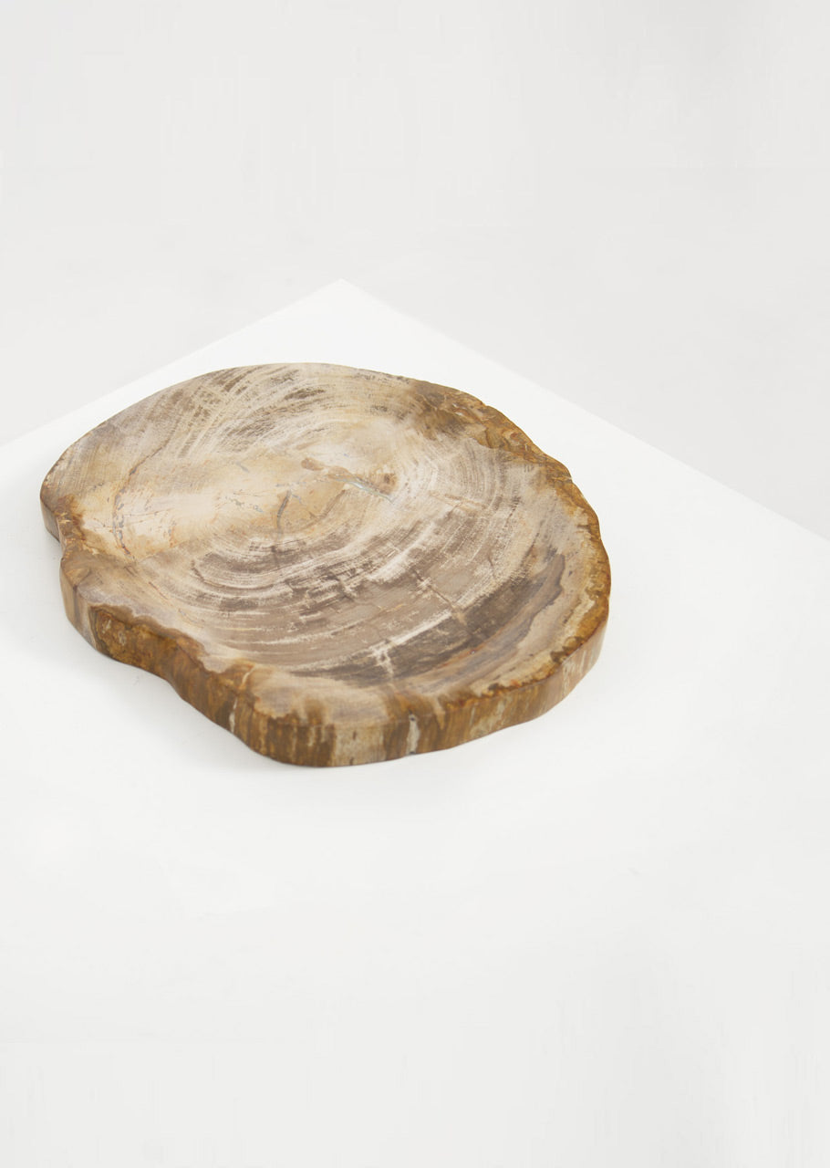 Petrified Wood Light Barkless Round Vessel - Black Sheep (White Light)