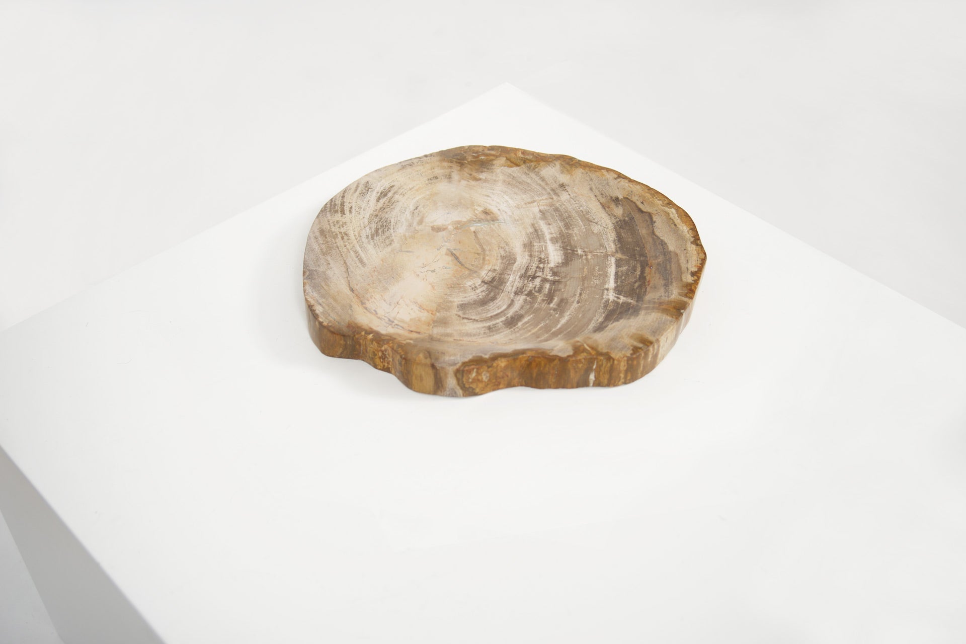 Petrified Wood Light Barkless Round Vessel - Black Sheep (White Light)