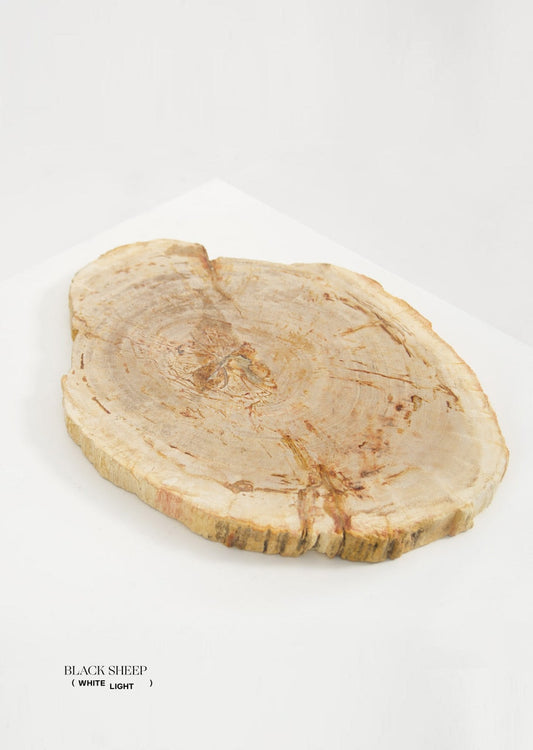 Petrified Wood Light Decorative Slab - Black Sheep (White Light)